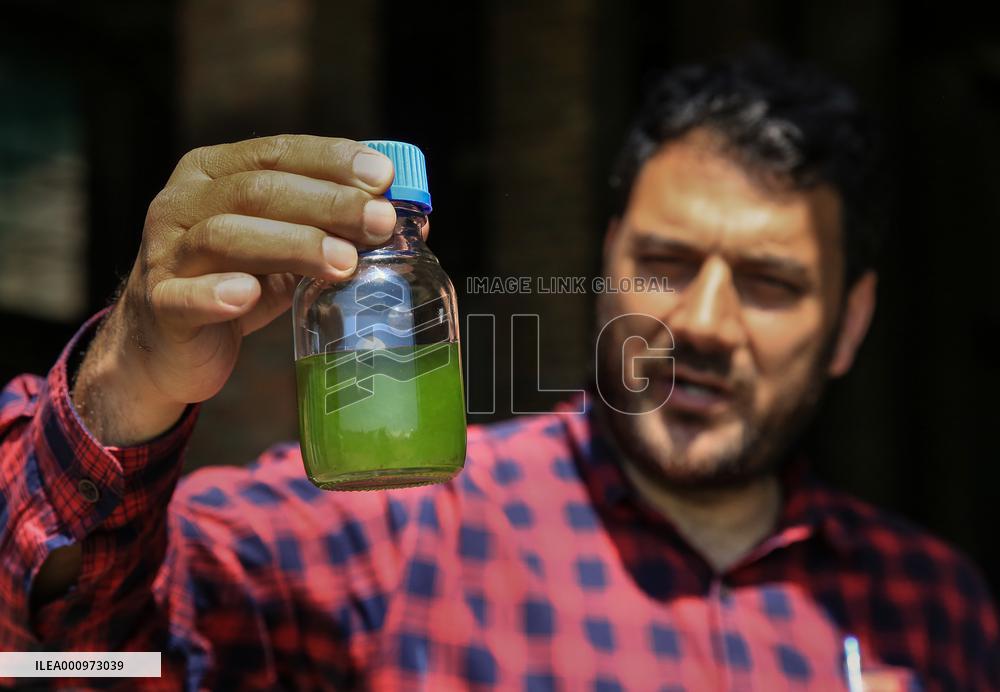 KASHMIR-ROSE FARMING-EXTRACTION OF ROSE OIL