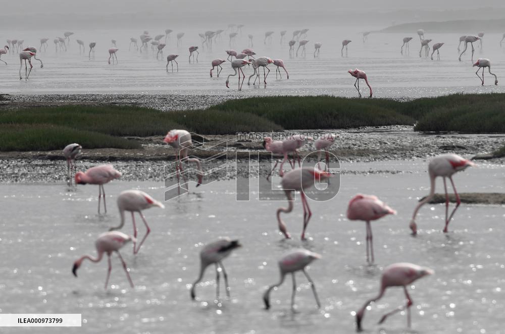 NAMIBIA-WALVIS BAY-FLAMINGOS
