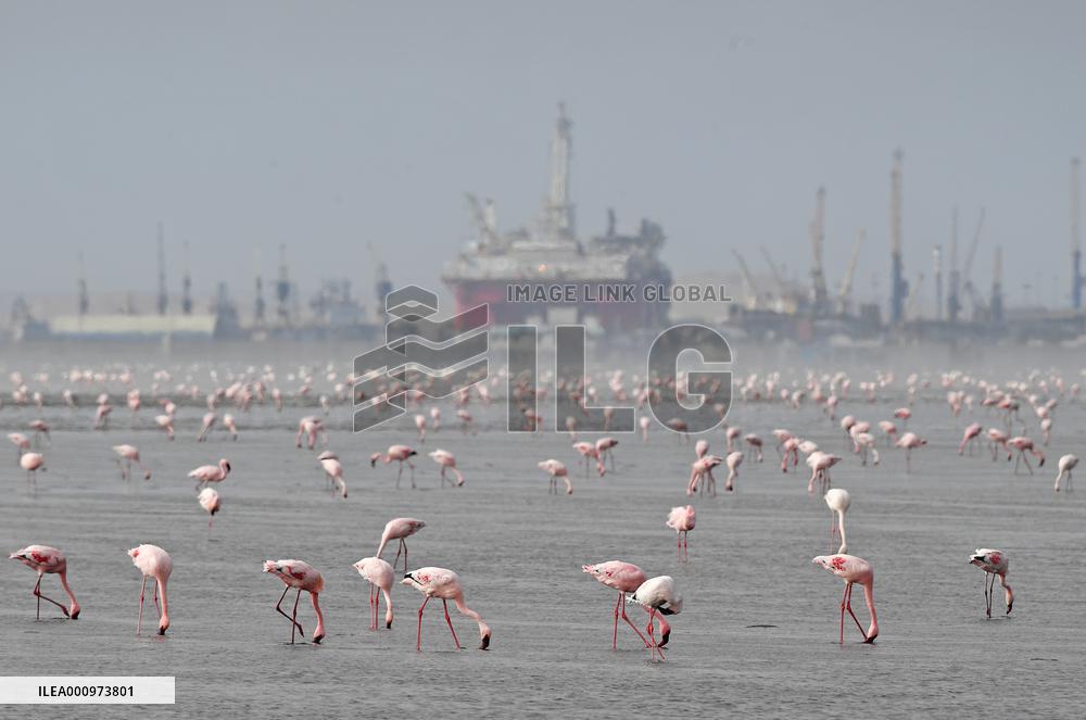 NAMIBIA-WALVIS BAY-FLAMINGOS