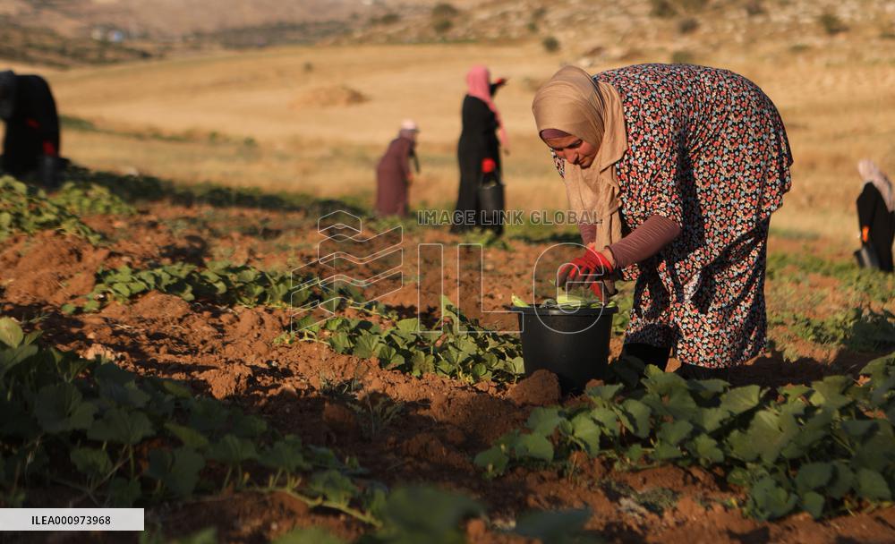 MIDEAST-HEBRON-GOURD-HARVEST