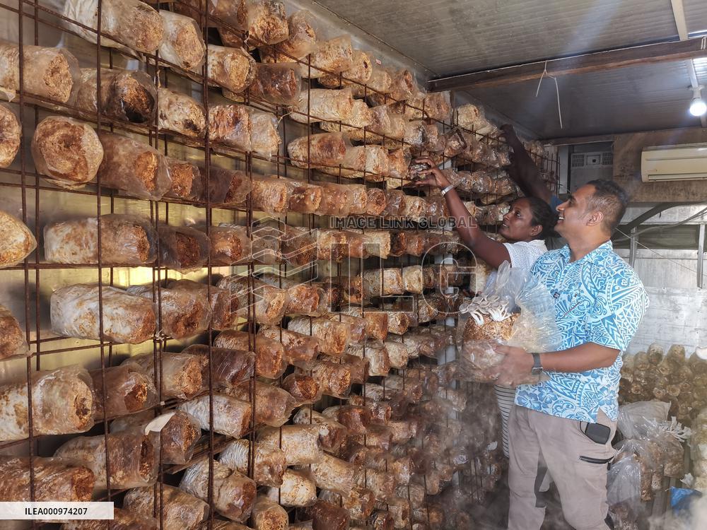 FIJI-SUVA-CHINA-JUNCAO TECHNOLOGY-LIVELIHOOD