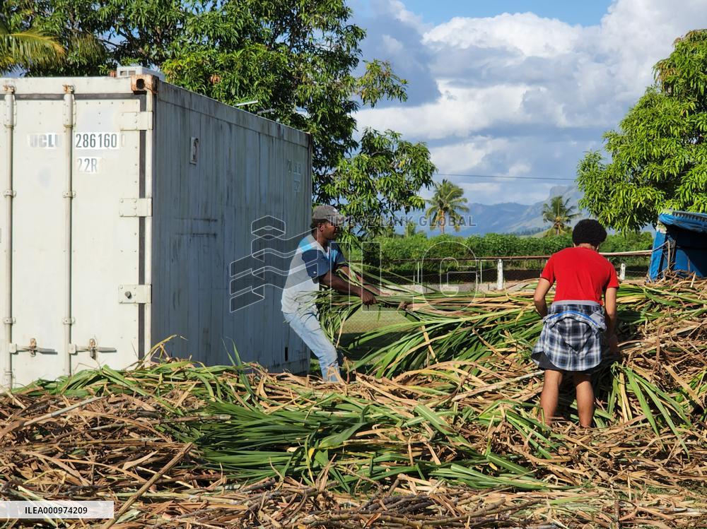 FIJI-SUVA-CHINA-JUNCAO TECHNOLOGY-LIVELIHOOD