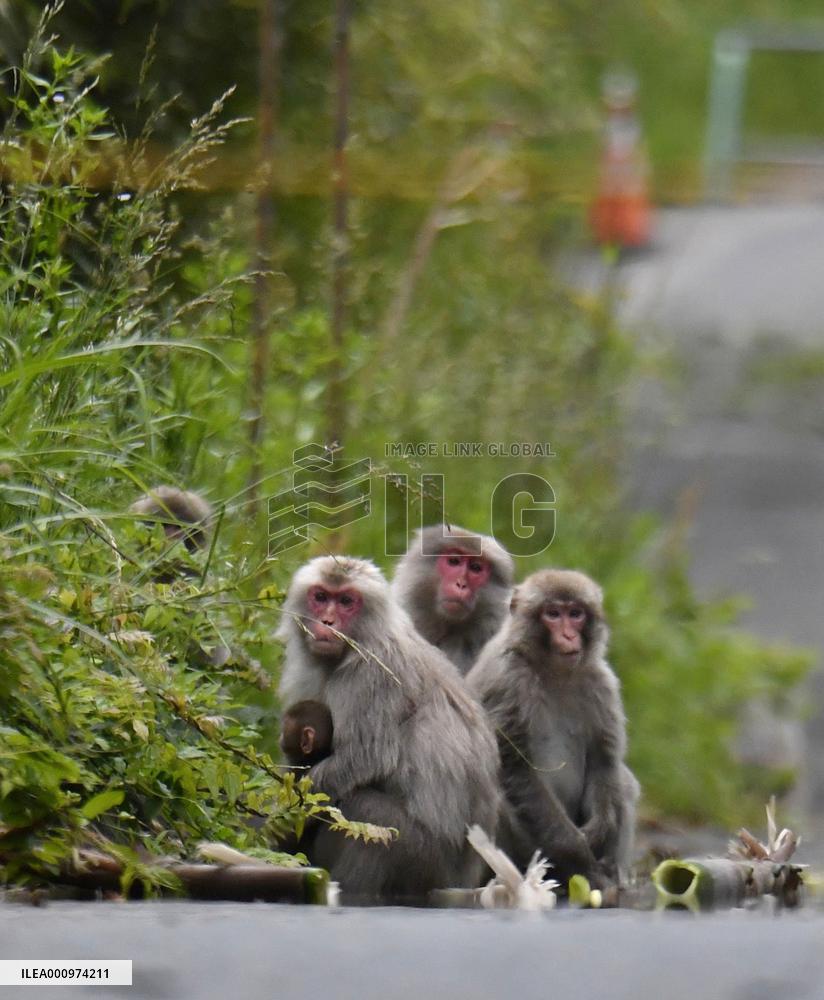 Monkeys near crippled Fukushima nuclear plant