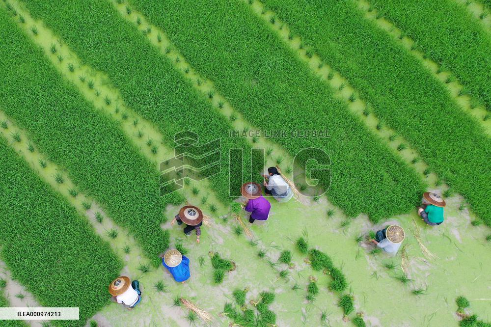 #CHINA-GRAIN IN EAR-FARMING (CN)