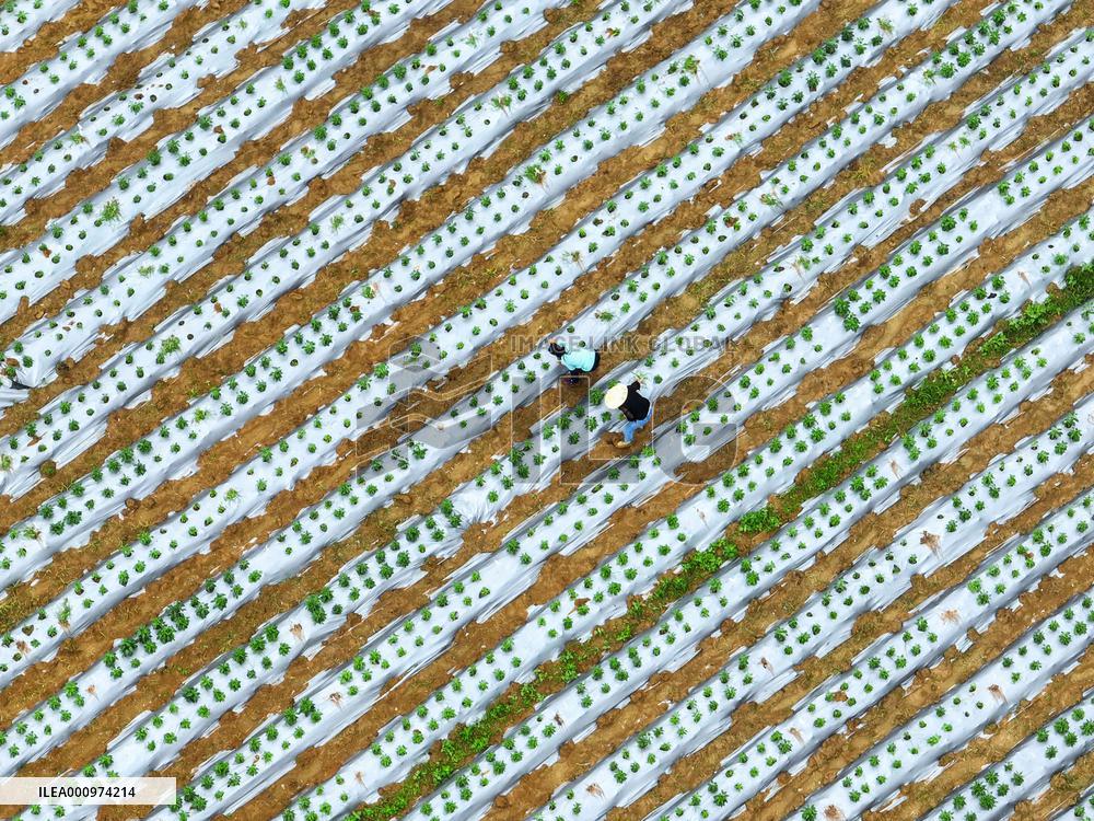 #CHINA-GRAIN IN EAR-FARMING (CN)