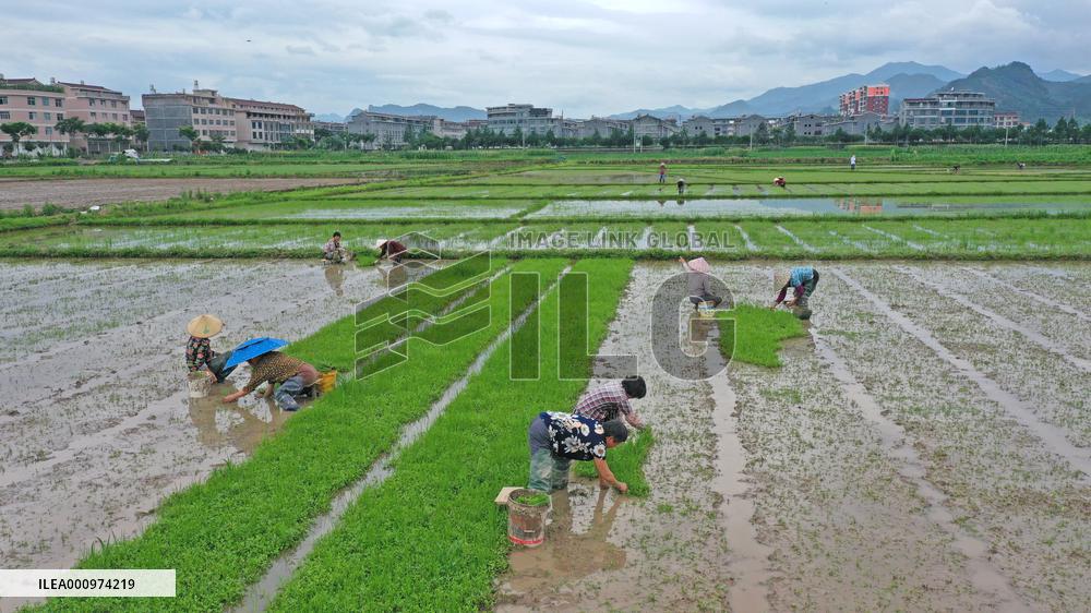 #CHINA-GRAIN IN EAR-FARMING (CN)