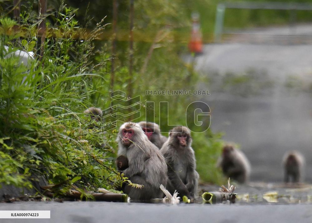 Monkeys near crippled Fukushima nuclear plant