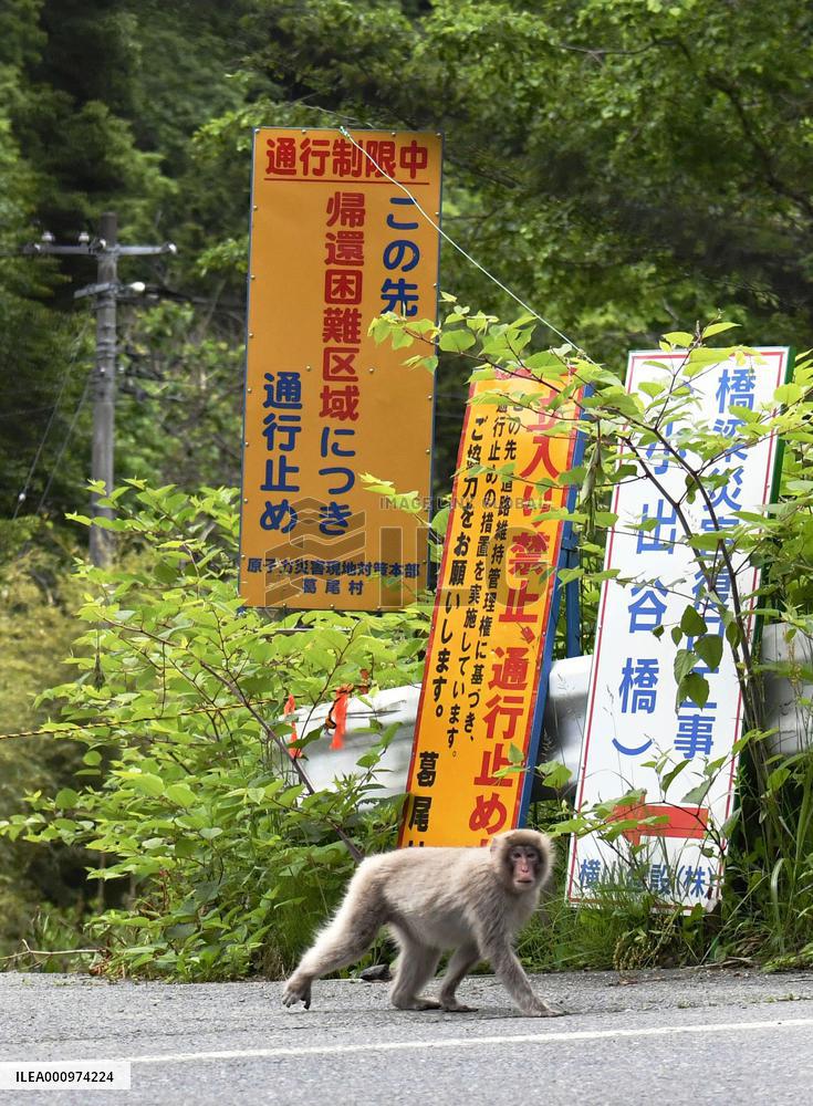 Monkeys near crippled Fukushima nuclear plant