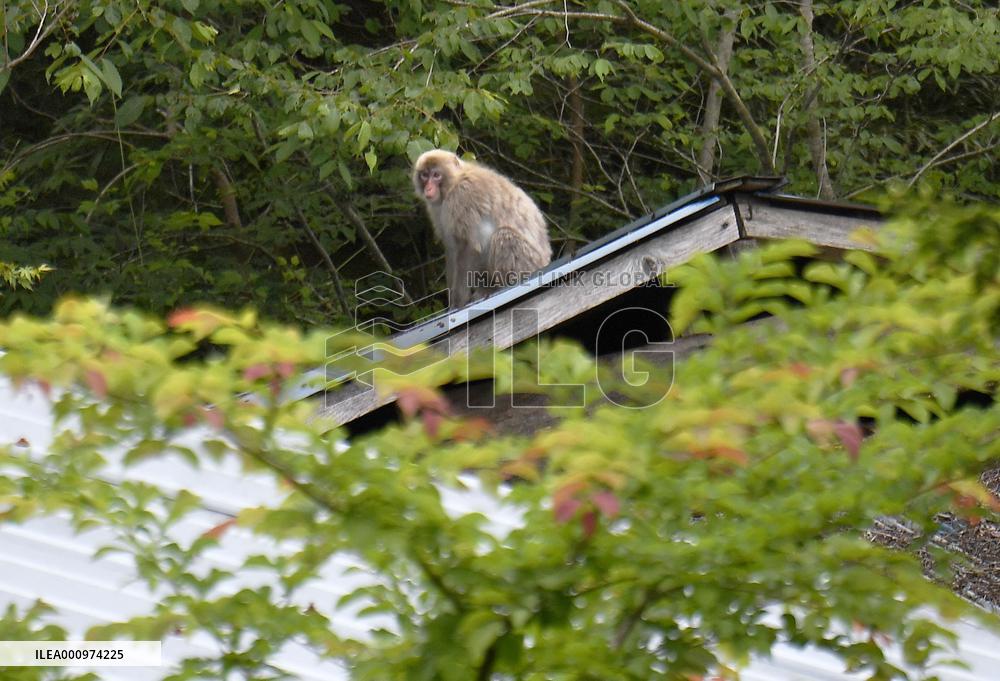 Monkeys near crippled Fukushima nuclear plant