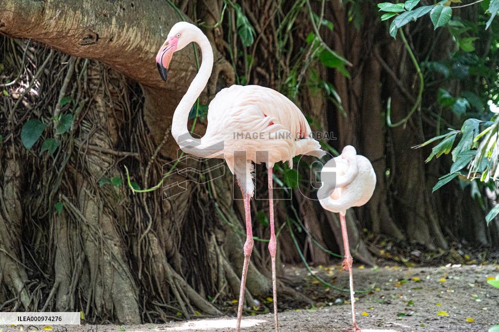 SRI LANKA-COLOMBO-ECONOMIC CRISIS-ZOO-FOOD SHORTAGE