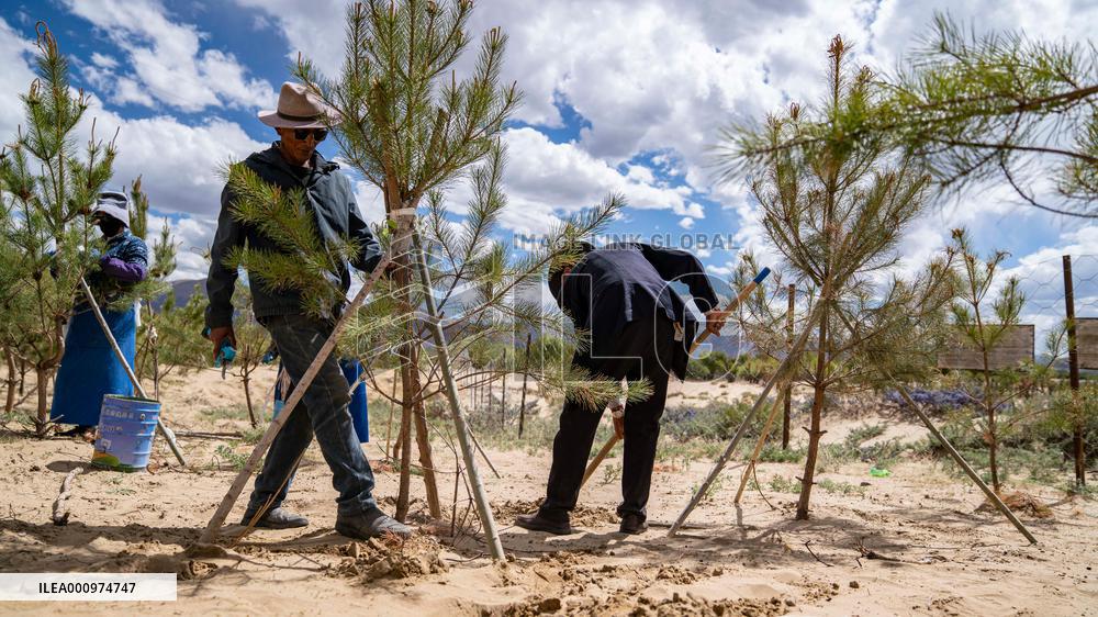 (InTibet)CHINA-TIBET-YARLUNG ZANGBO RIVER-MIDDLE REACHES-AFFORESTATION (CN)