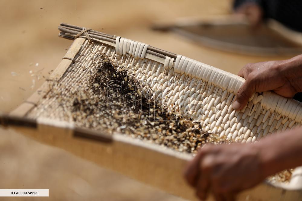 Xinhua Headlines: China reaps bumper summer harvest securing food security