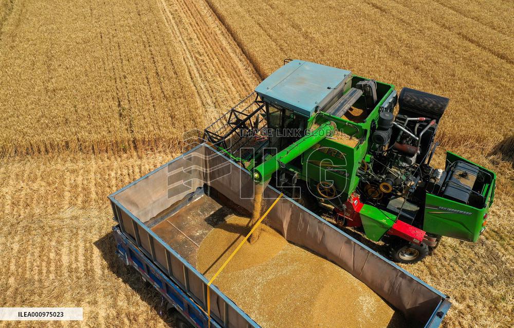 CHINA-HEBEI-SUMMER-AGRICULTURE (CN)