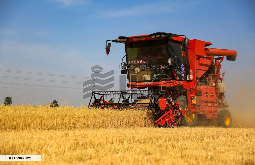 CHINA-HEBEI-SUMMER-AGRICULTURE (CN)