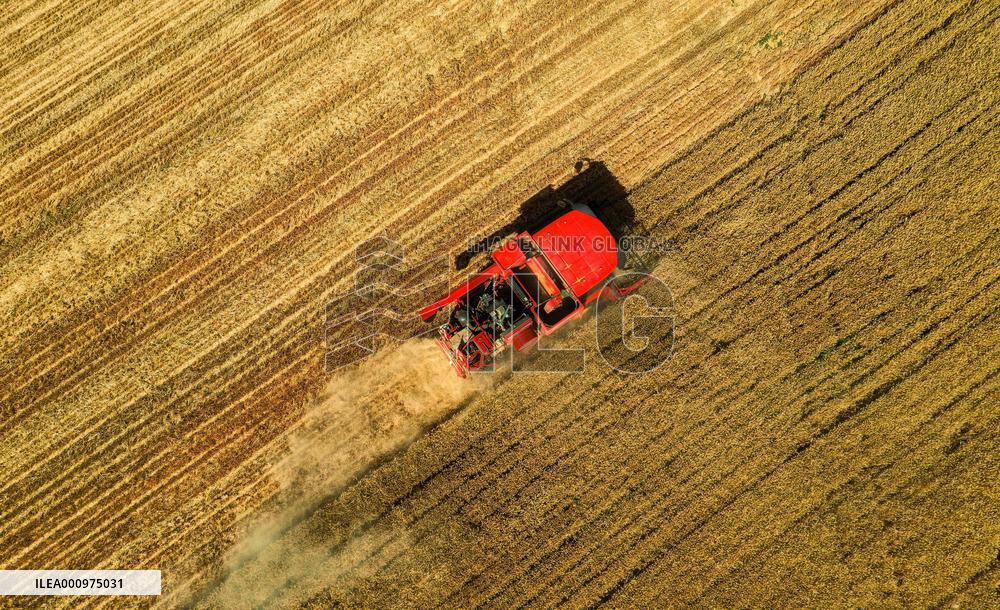 CHINA-HEBEI-SUMMER-AGRICULTURE (CN)