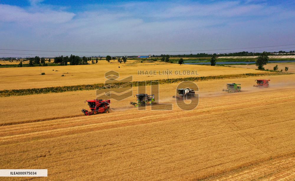CHINA-HEBEI-SUMMER-AGRICULTURE (CN)