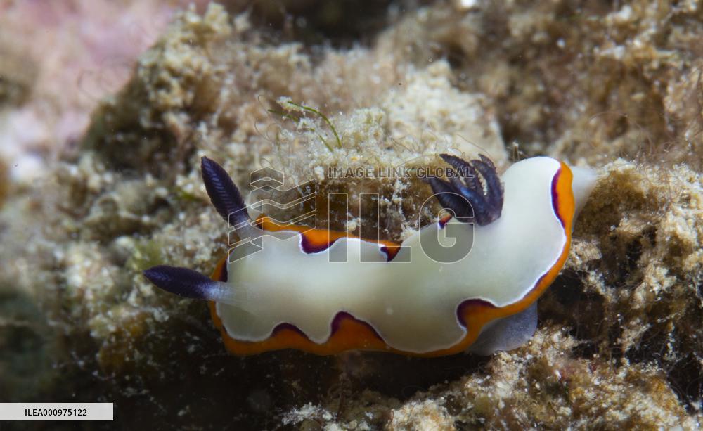 CHINA-HAINAN-WORLD OCEAN DAY-CORAL PROTECTION (CN)