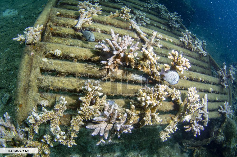 CHINA-HAINAN-WORLD OCEAN DAY-CORAL PROTECTION (CN)