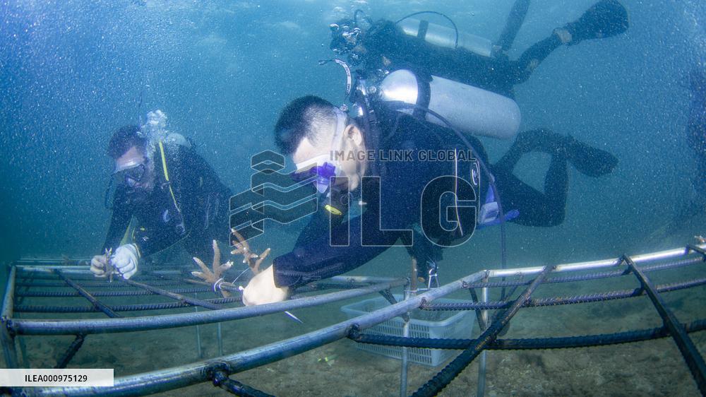 CHINA-HAINAN-WORLD OCEAN DAY-CORAL PROTECTION (CN)