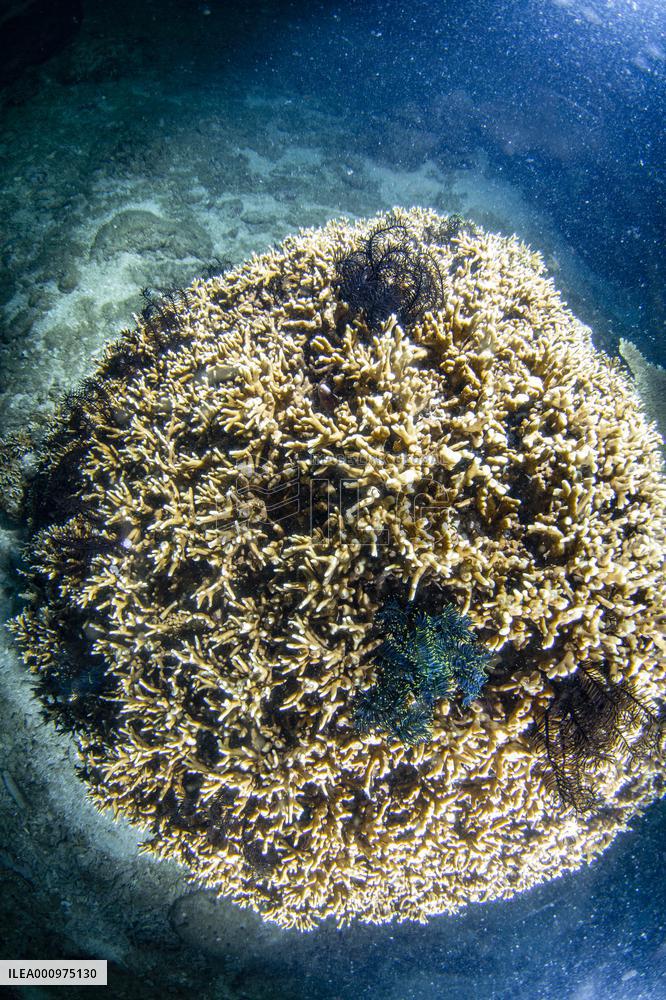 CHINA-HAINAN-WORLD OCEAN DAY-CORAL PROTECTION (CN)