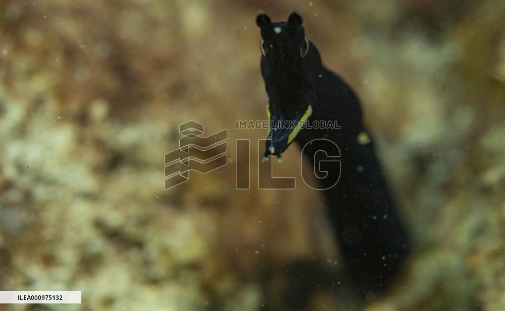 CHINA-HAINAN-WORLD OCEAN DAY-CORAL PROTECTION (CN)