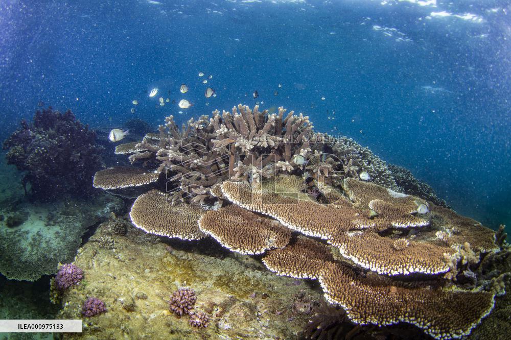 CHINA-HAINAN-WORLD OCEAN DAY-CORAL PROTECTION (CN)