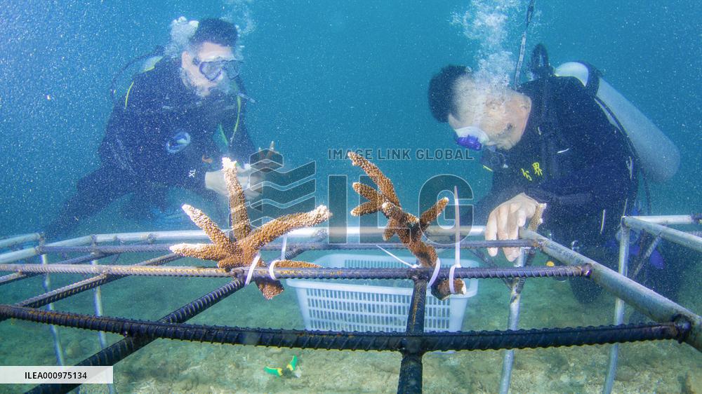 CHINA-HAINAN-WORLD OCEAN DAY-CORAL PROTECTION (CN)