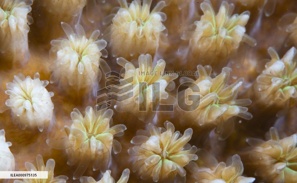 CHINA-HAINAN-WORLD OCEAN DAY-CORAL PROTECTION (CN)