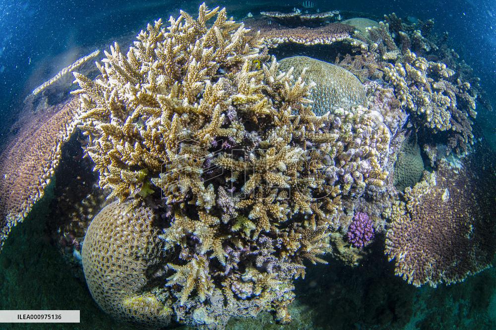 CHINA-HAINAN-WORLD OCEAN DAY-CORAL PROTECTION (CN)