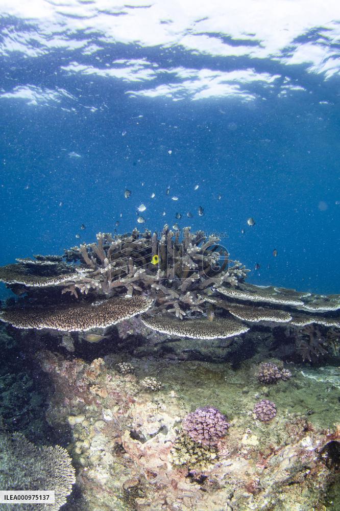 CHINA-HAINAN-WORLD OCEAN DAY-CORAL PROTECTION (CN)