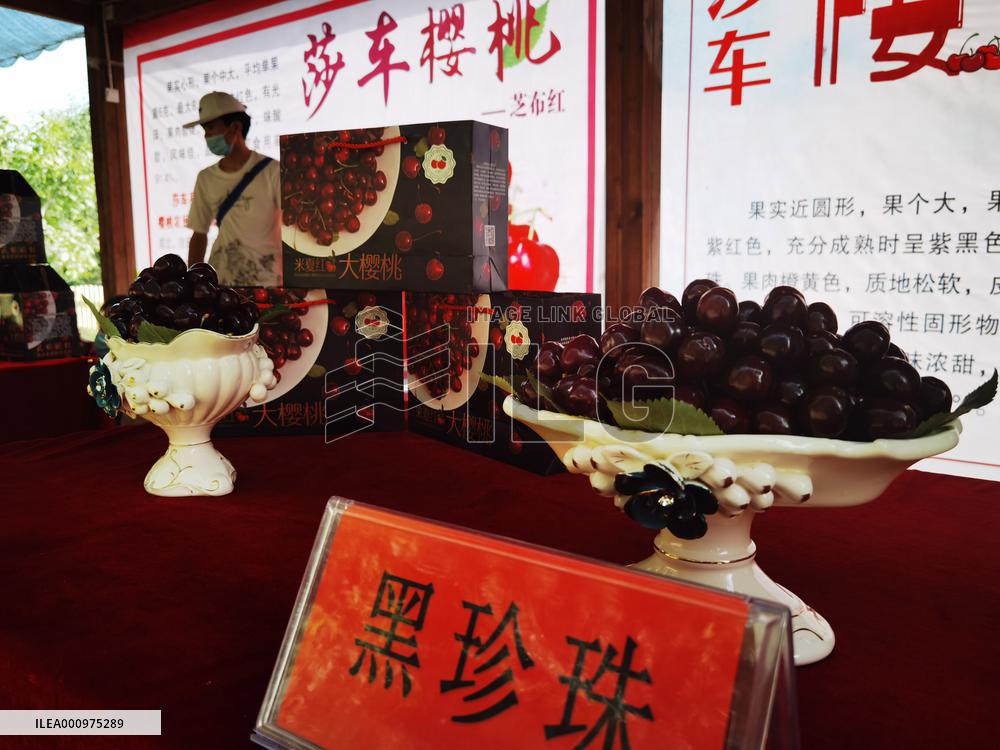 CHINA-XINJIANG-SHACHE-CHERRY INDUSTRY (CN)