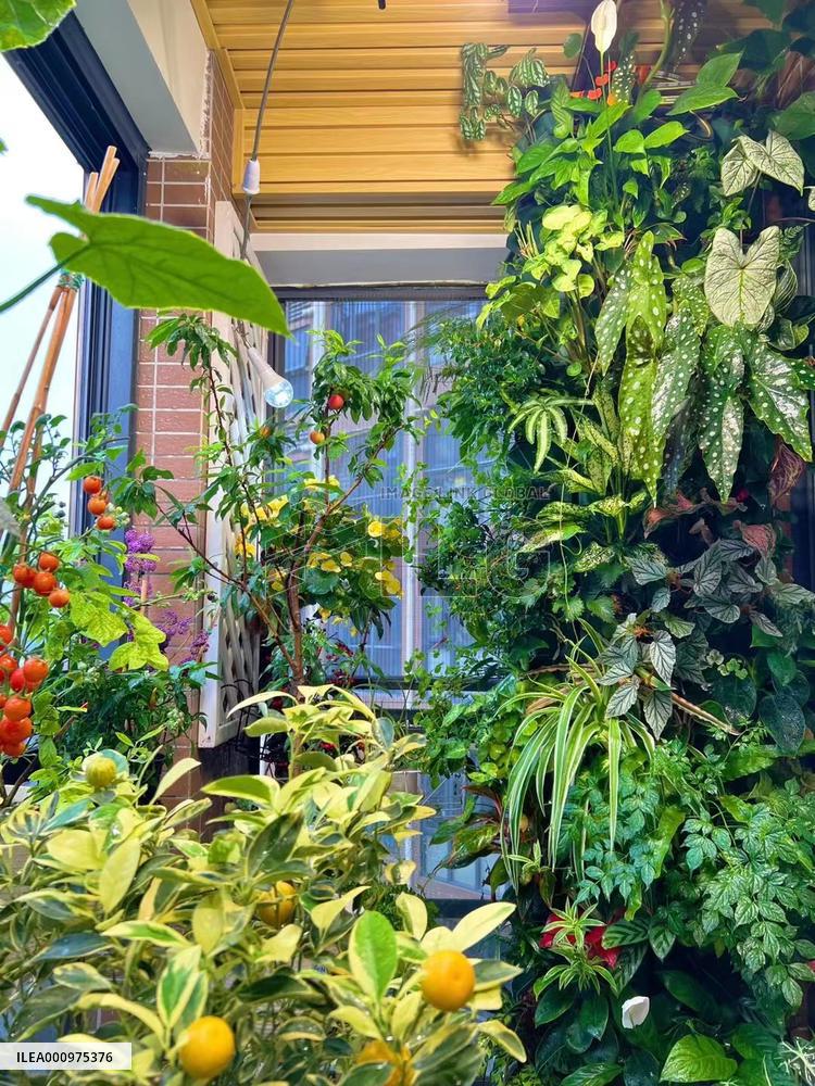 CHINA-SHENZHEN-URBAN YOUTH-BALCONY GARDENING (CN)