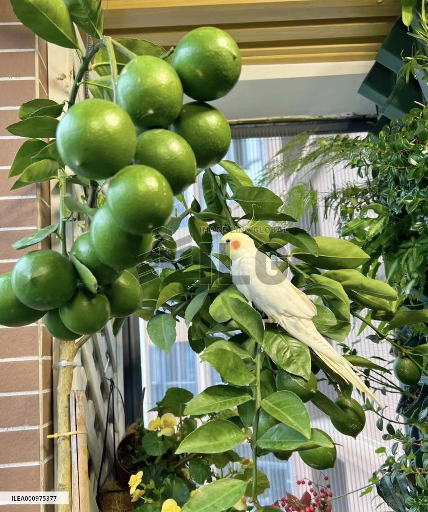 CHINA-SHENZHEN-URBAN YOUTH-BALCONY GARDENING (CN)