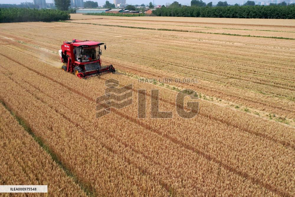 CHINA-HEBEI-XINGTAI-WHEAT-HARVEST-COUPLE (CN)