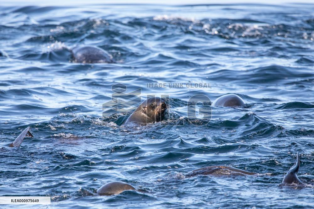 SOUTH AFRICA-CAPE TOWN-MARINE LIFE
