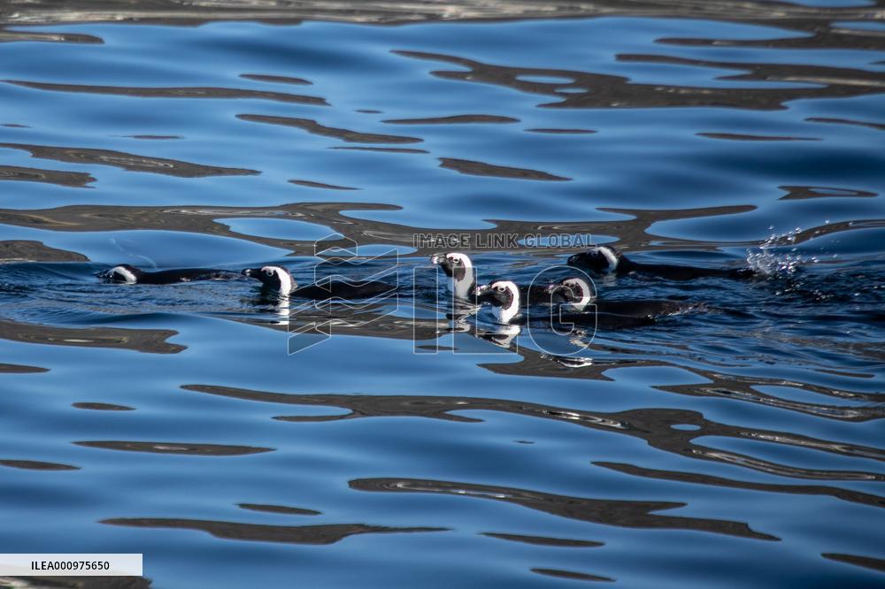 SOUTH AFRICA-CAPE TOWN-MARINE LIFE