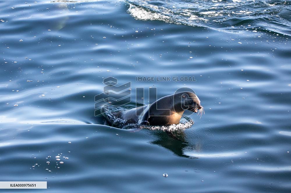 SOUTH AFRICA-CAPE TOWN-MARINE LIFE