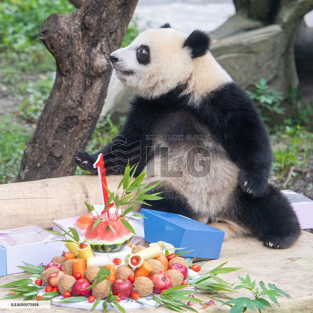 CHINA-CHONGQING-GIANT PANDAS-BIRTHDAY PARTY (CN)