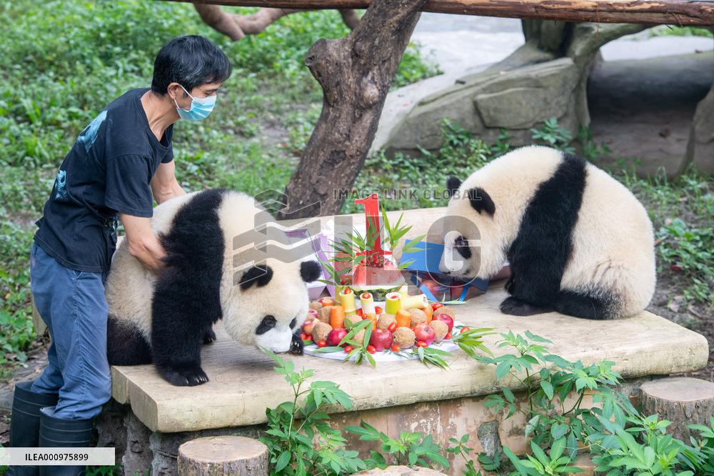 CHINA-CHONGQING-GIANT PANDAS-BIRTHDAY PARTY (CN)