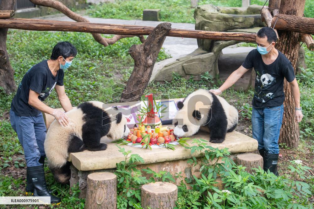 CHINA-CHONGQING-GIANT PANDAS-BIRTHDAY PARTY (CN)