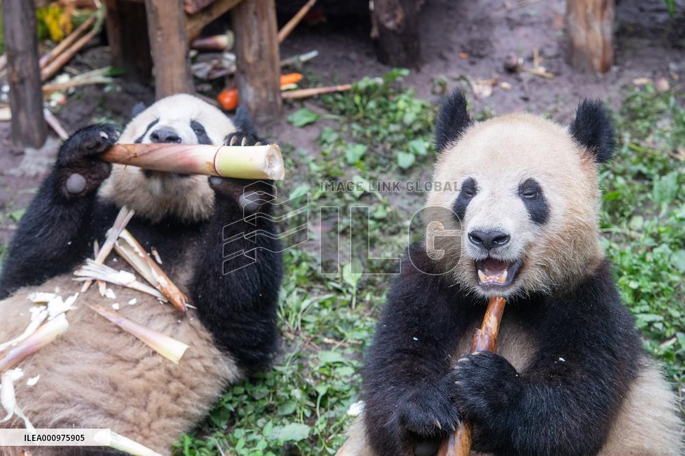 CHINA-CHONGQING-GIANT PANDAS-BIRTHDAY PARTY (CN)