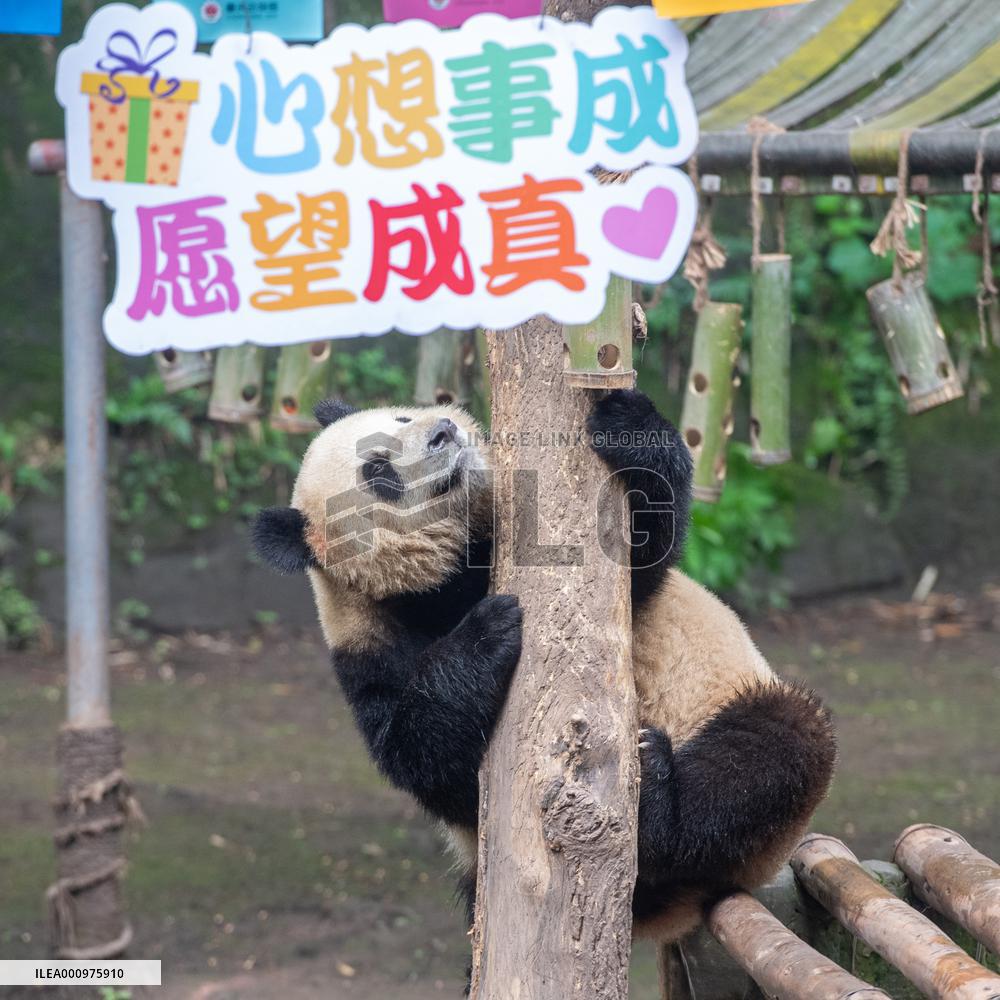 CHINA-CHONGQING-GIANT PANDAS-BIRTHDAY PARTY (CN)