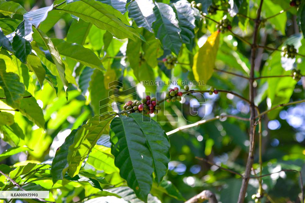TIMOR-LESTE-COFFEE INDUSTRY