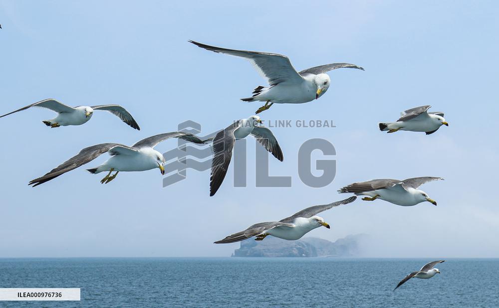 #CHINA-SHANDONG-RONGCHENG-BLACK-TAILED GULLS (CN)