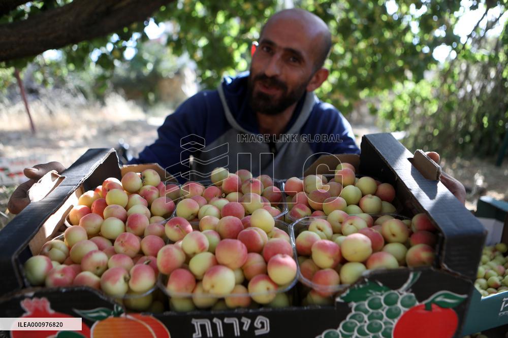MIDEAST-HEBRON-APRICOT-HARVEST