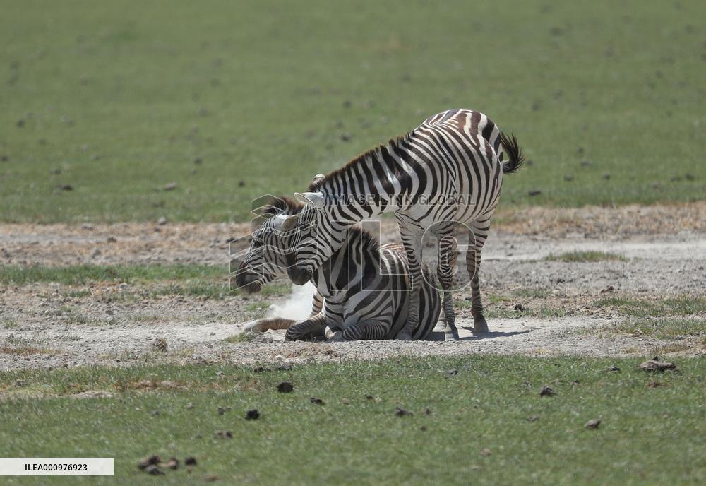 KENYA-AMBOSELI NATIONAL PARK-ANIMALS