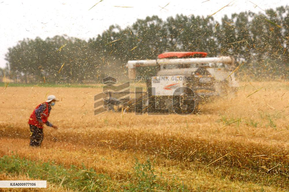 #CHINA-SHANDONG-WHEAT-HARVEST (CN)