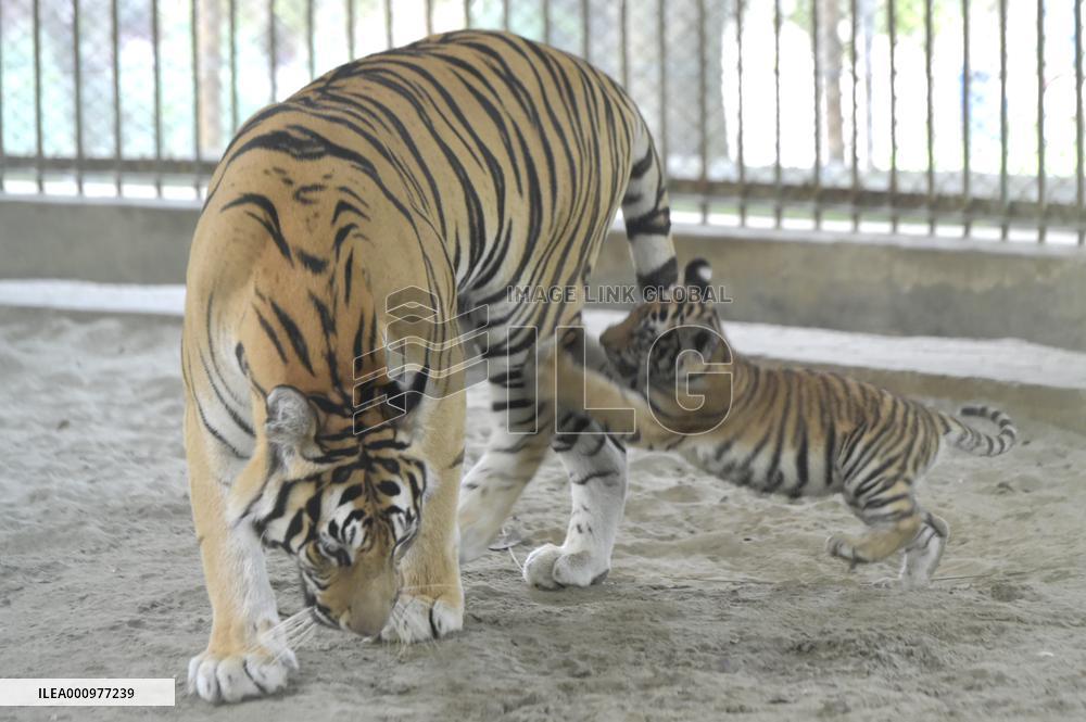 BANGLADESH-DHAKA-ZOO-TIGER-CUBS