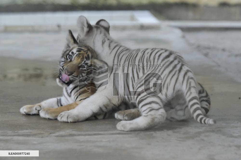 BANGLADESH-DHAKA-ZOO-TIGER-CUBS