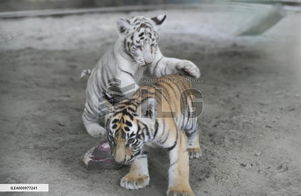 BANGLADESH-DHAKA-ZOO-TIGER-CUBS